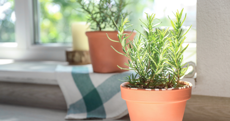 Come usare il rosmarino in casa