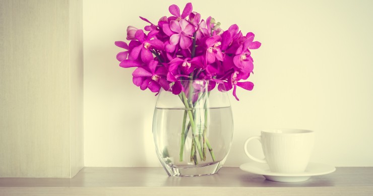orchidee vaso trasparente