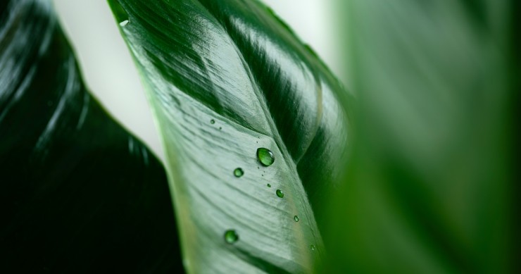 sansevieria riproduzione in acqua