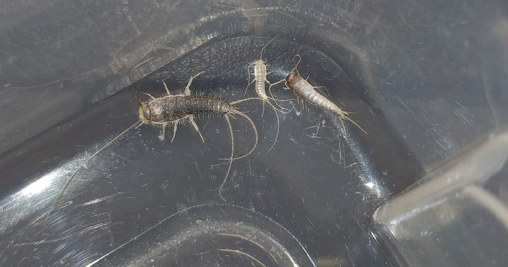 pesciolini d'argento