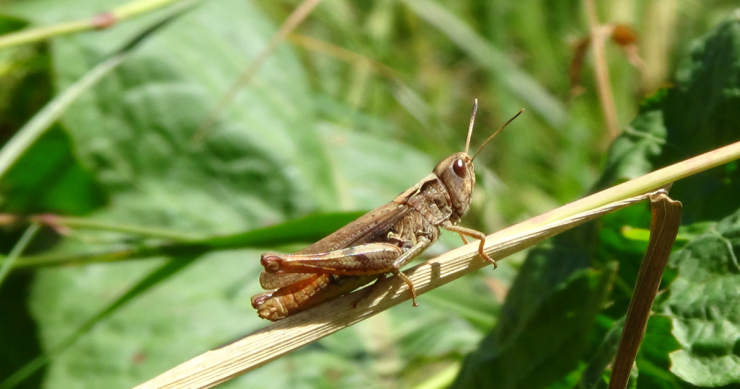 Come allontanare le cavallette