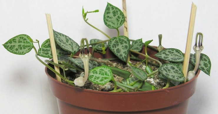 piante ricadenti da interno