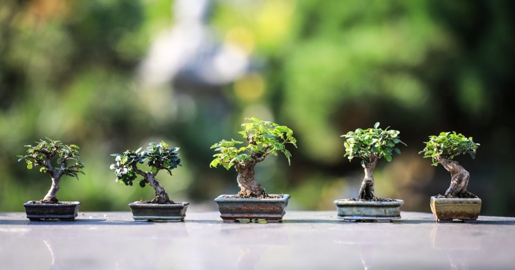 bonsai in casa o fuori
