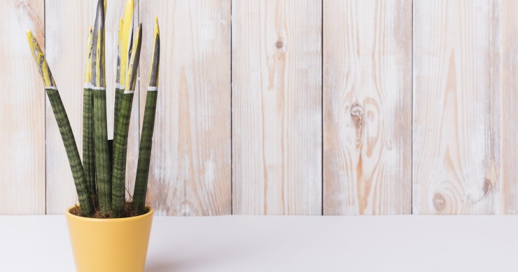 perche la sansevieria marcisce