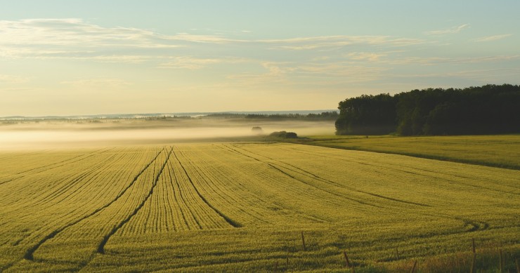 Terreno agricolo all'asta