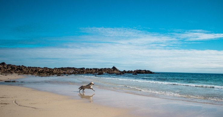 Dog beaches Italy