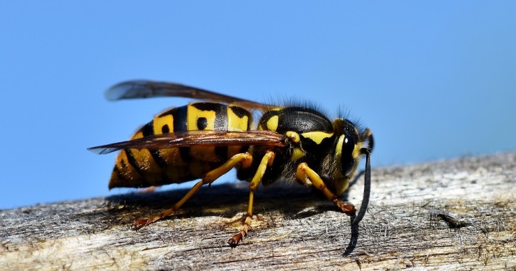 Allontanare vespe