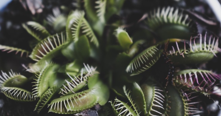 le piante carnivore mangiano le zanzare