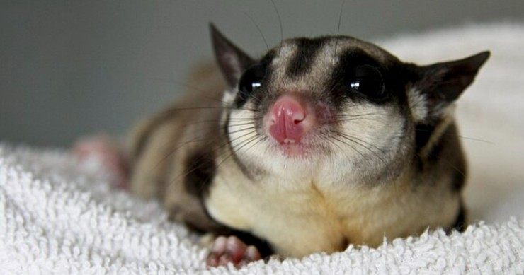 petauro dello zucchero