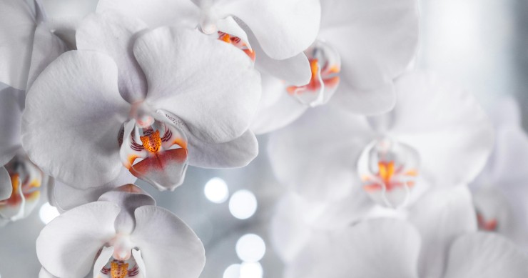 piante segno zodiacale