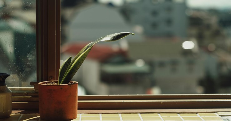 temperature sansevieria