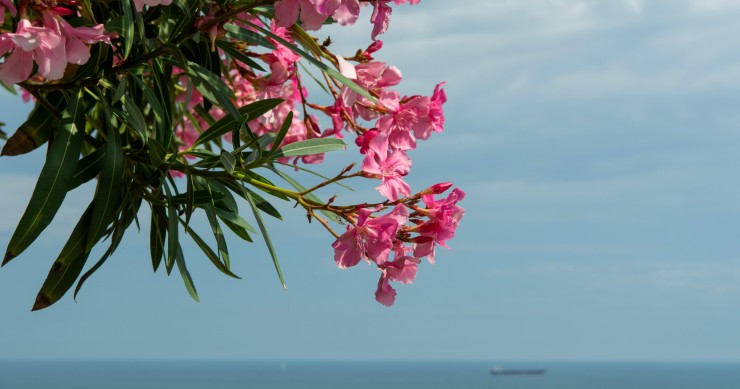 piante che fioriscono ad agosto