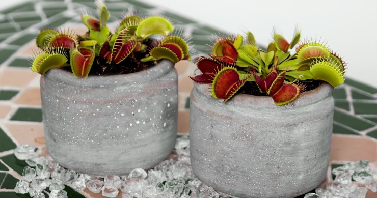 le piante carnivore mangiano le zanzare