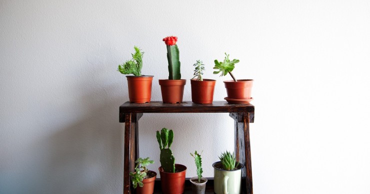 dove tenere i cactus in casa