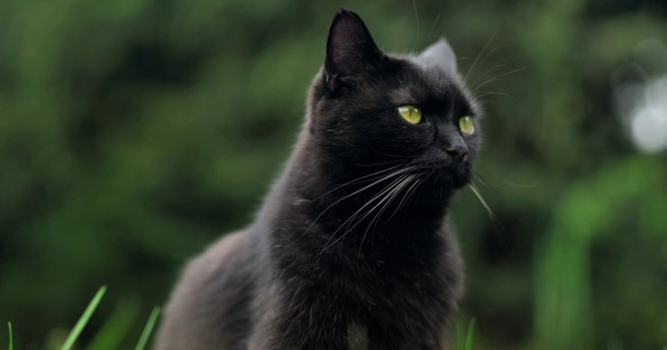 gatto