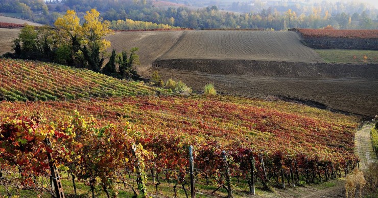 vendemmia in italia