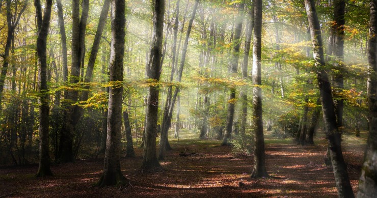 perchè si chiama foresta umbra