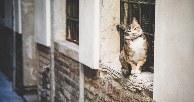 ciubiz borgo dei gatti