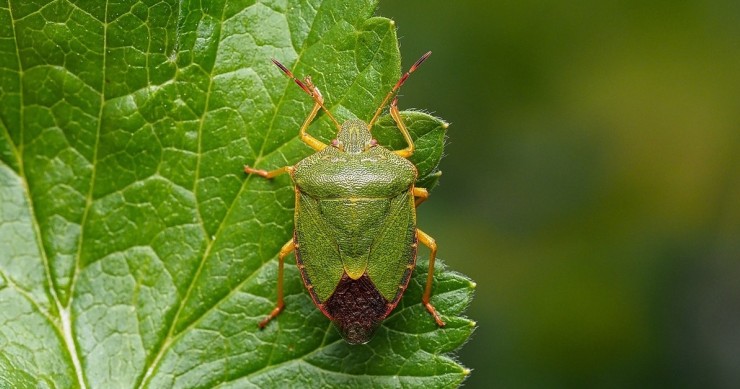 cimice verde tra le foglie