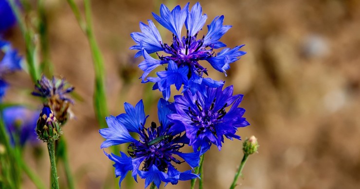 coltivare fiordaliso