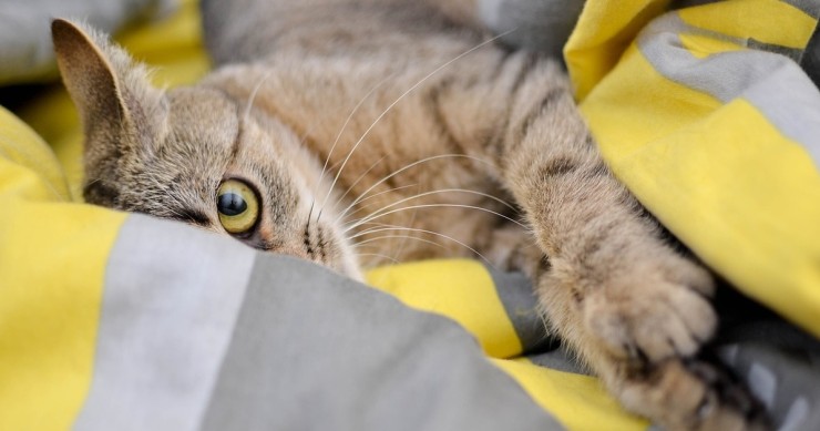 gatto a casa