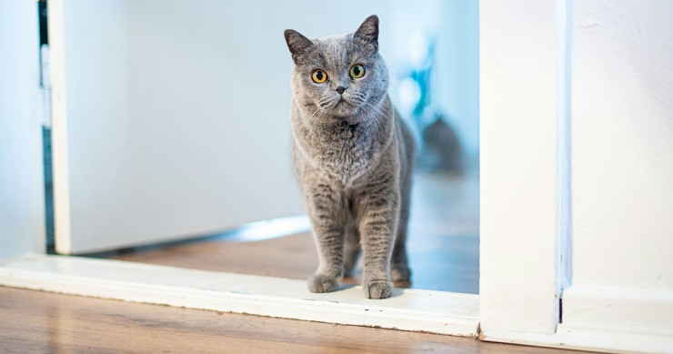 Gatto che gira liberamente in condominio