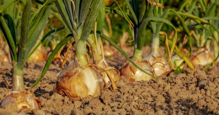 cosa piantare nell'orto a settembre