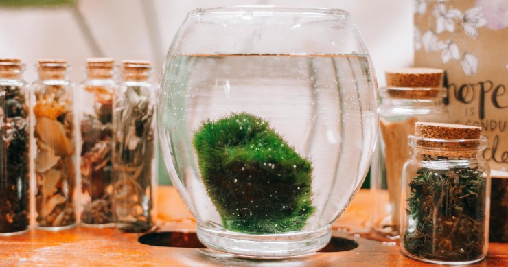 cos'è il marimo