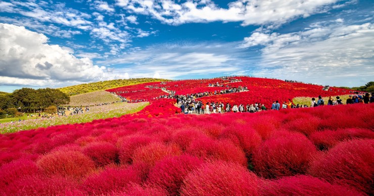 hitachi seaside park