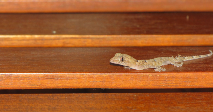 Come allontanare i gechi da casa e balcone