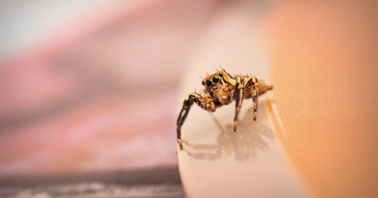 Ragni in casa