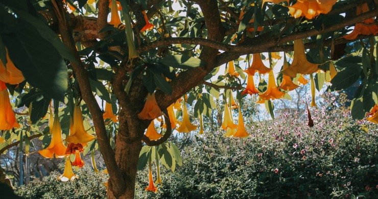 brugmansia