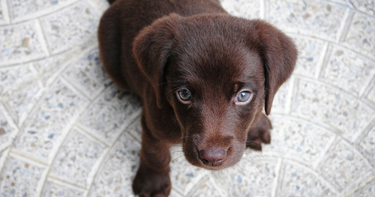 nomi per cani maschi e femmine