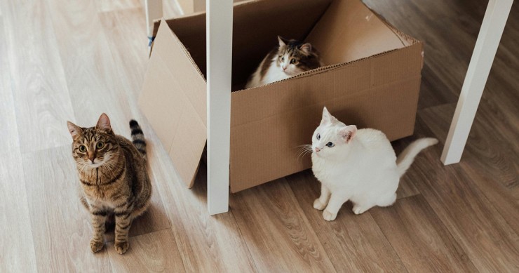 Quanti gatti in casa