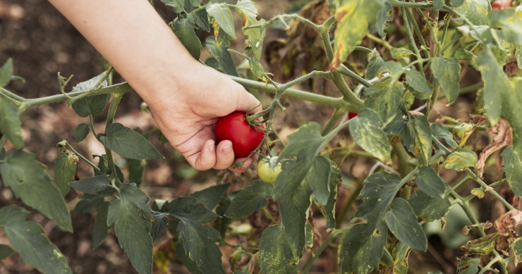 foglie di pomodoro gialle
