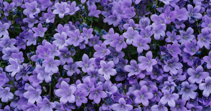 campanula