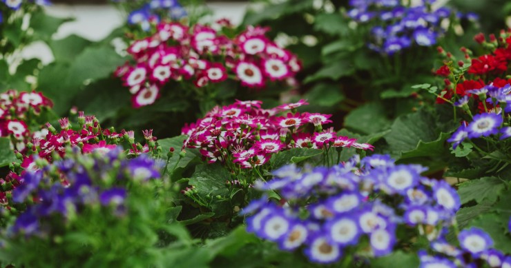 come coltivare la cineraria in vaso