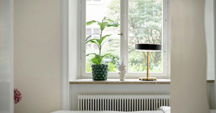 ficus benjamin