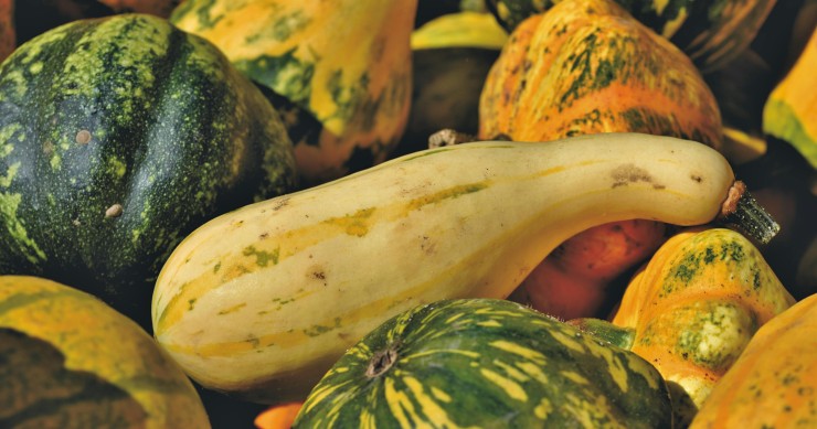 zucca delica