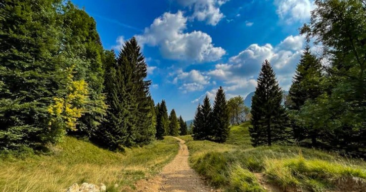 sentiero dei grandi alberi