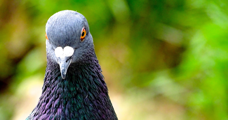 Naftalina per allontanare i piccioni