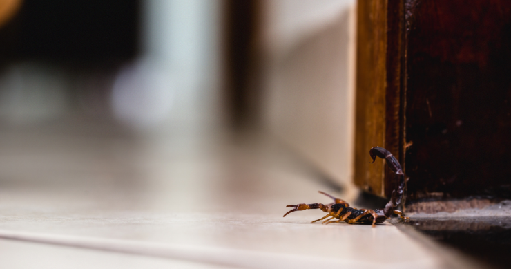 Scorpione in casa
