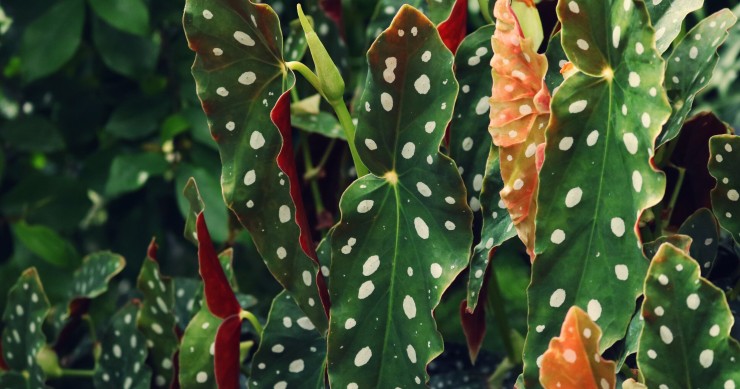 begonia maculata