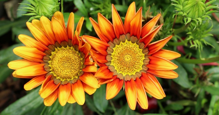 gazania