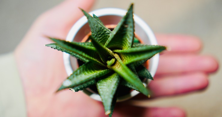 aloe pianta