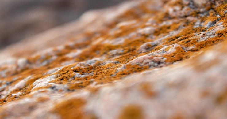 Un particolare ravvicinato di una superficie colpita da muffa