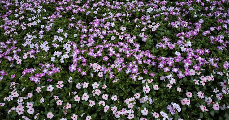 pervinca