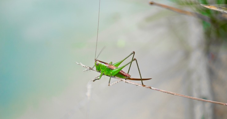 insetto che danneggia l'orto