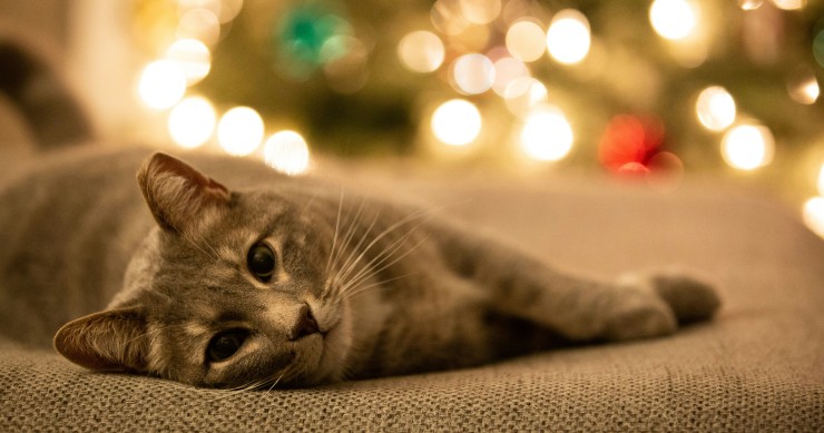 Albero di Natale con un gatto in casa