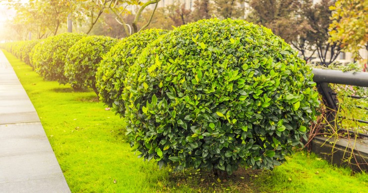 arbusti sempreverdi resistenti al caldo e al freddo